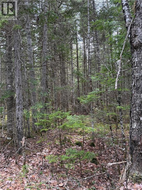 Land Route 515, Saint-Paul, New Brunswick  E4T 3T5 - Photo 5 - NB139529