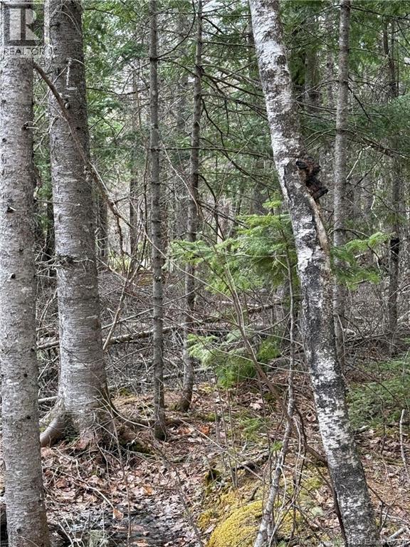 Land Route 515, Saint-Paul, New Brunswick  E4T 3T5 - Photo 6 - NB139529