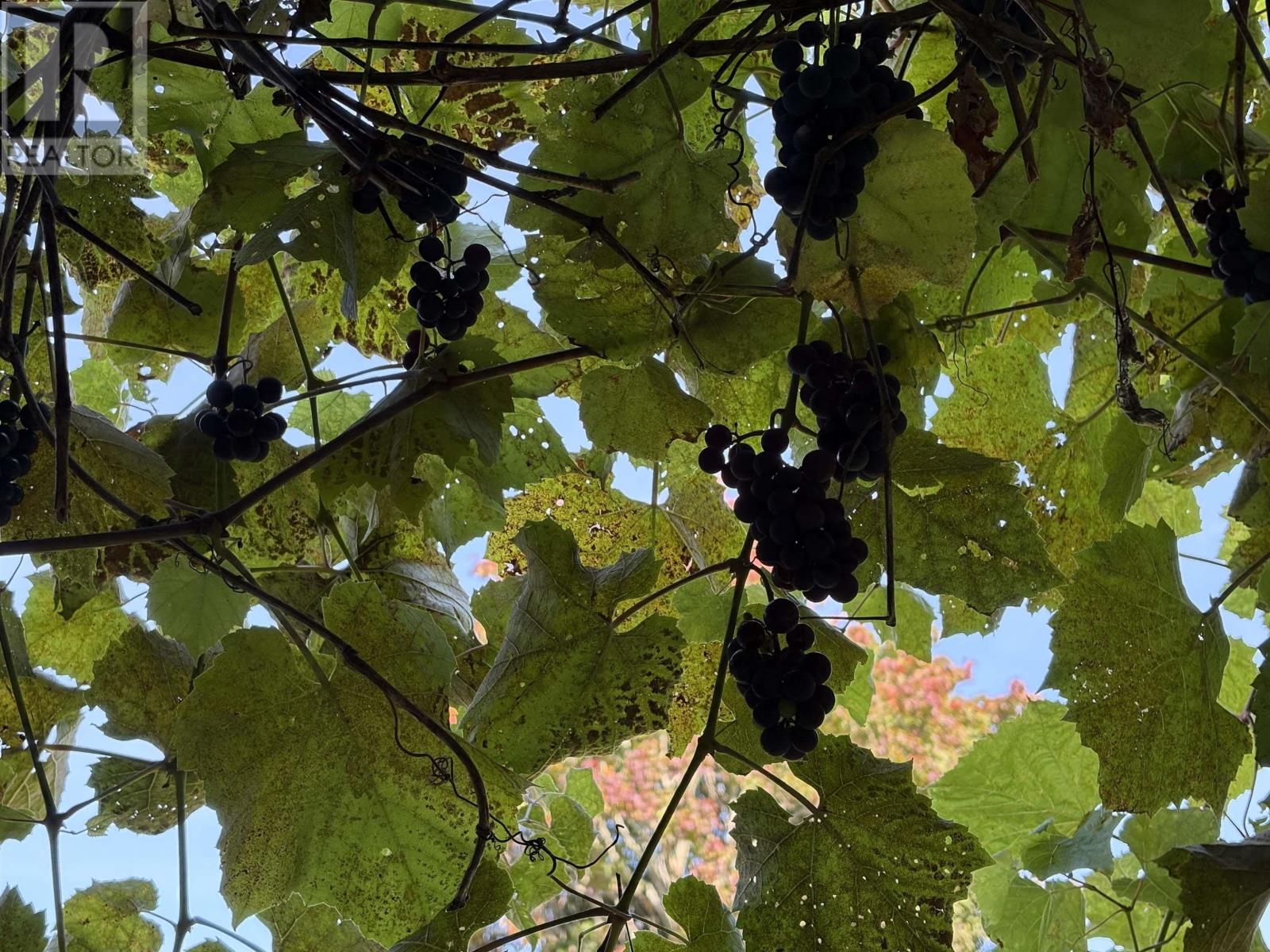 99 Williams Road, Hopewell, Nova Scotia  B0K 1C0 - Photo 48 - 202610974