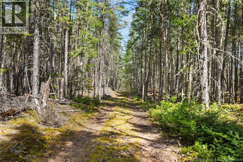 Na Dorn Ridge Road, Burtts Corner, New Brunswick  O0O 0O0 - Photo 31 - NB139335