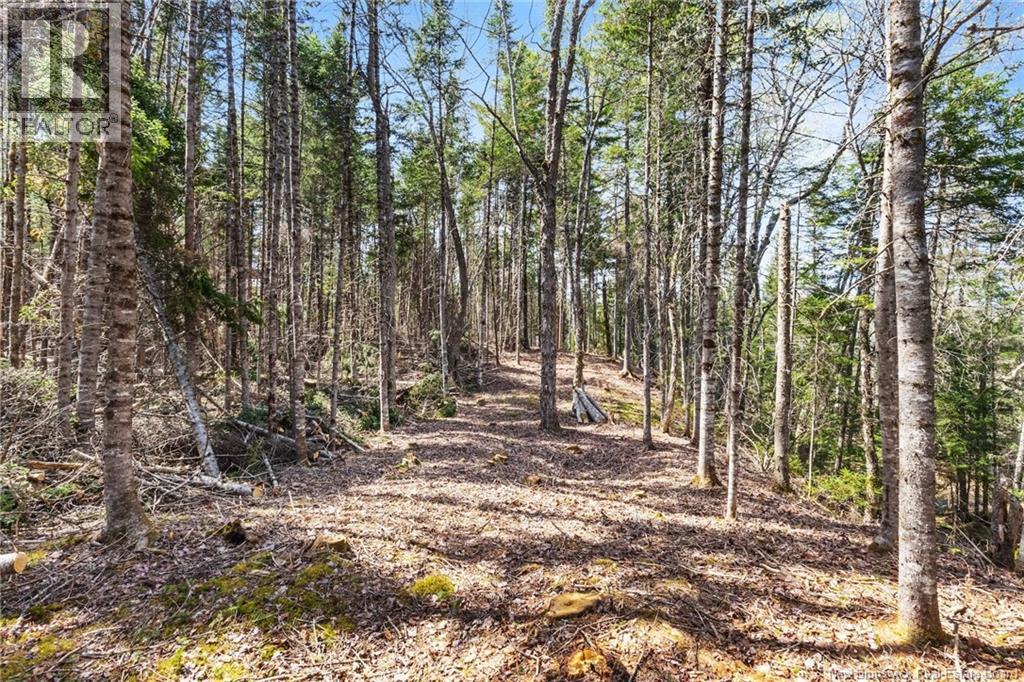 Na Dorn Ridge Road, Burtts Corner, New Brunswick  O0O 0O0 - Photo 49 - NB139335