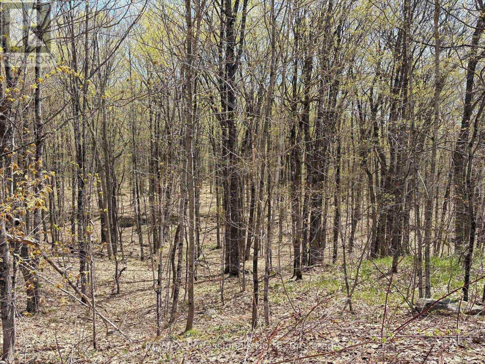 2346 Kushog Lake Road, Algonquin Highlands (Stanhope), Ontario  K0M 1S0 - Photo 27 - X13141894