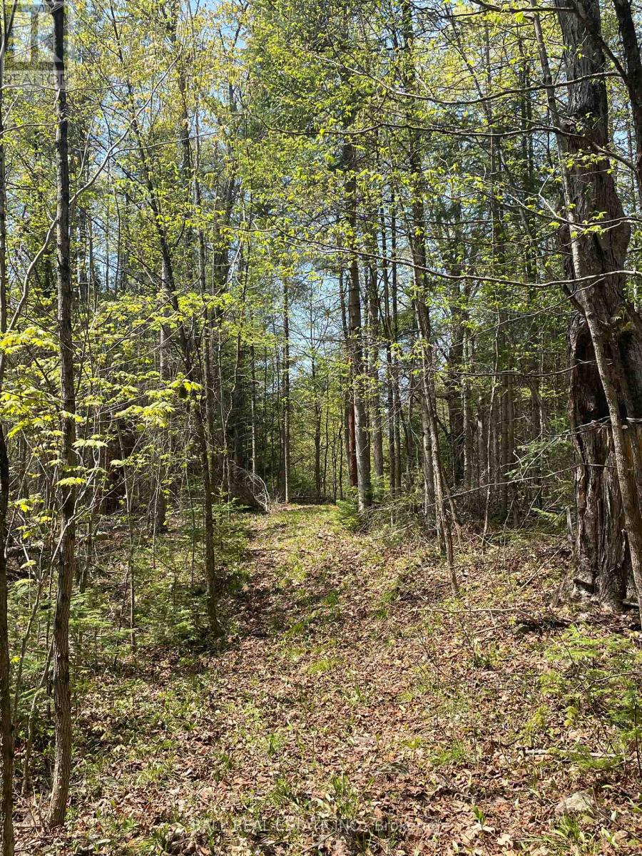 783 County 49 Road, Kawartha Lakes, Ontario  K0M 1A0 - Photo 45 - X12899748