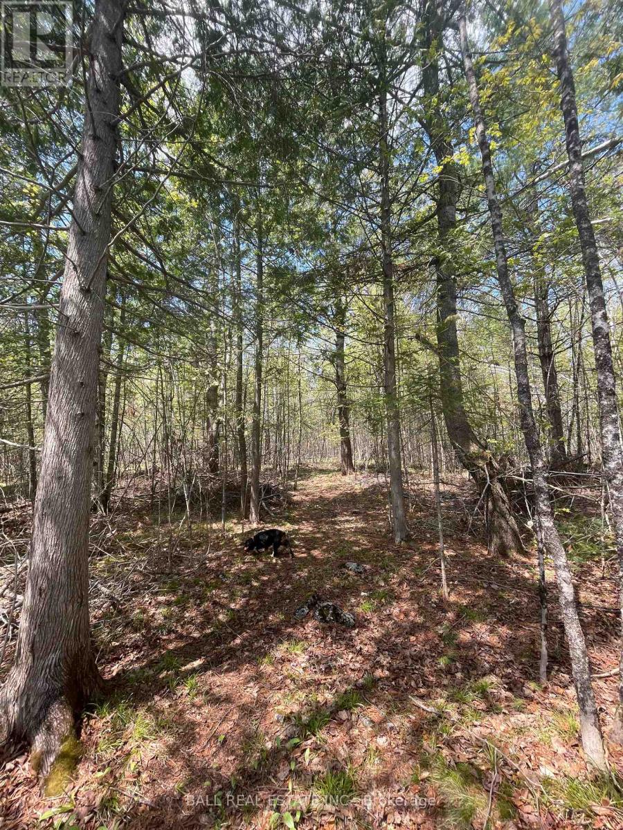783 County 49 Road, Kawartha Lakes, Ontario  K0M 1A0 - Photo 46 - X12899748