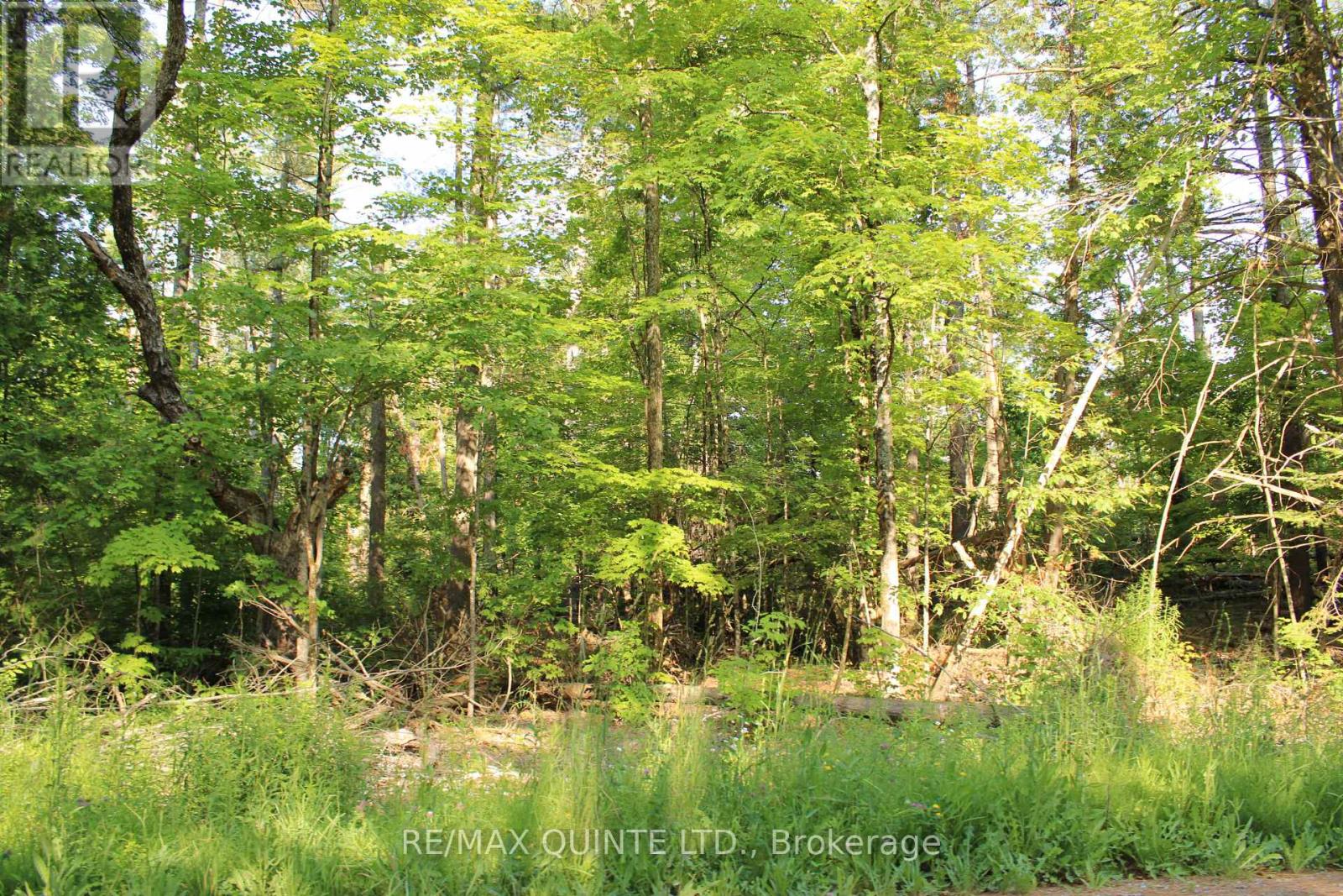494 Twin Sister Lakes Road, Marmora And Lake, Ontario  K0K 2M0 - Photo 9 - X12637524
