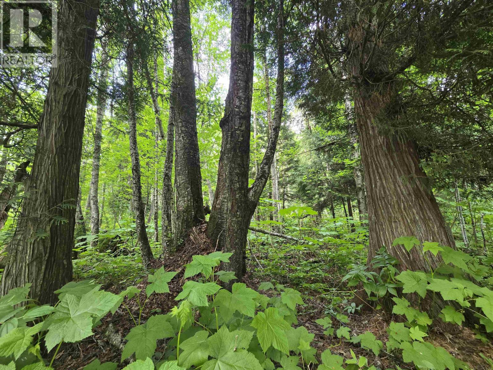 Lot 4 Schremp Island Road, Terrace, British Columbia V8G 4R6 - Photo 6 - R3126363