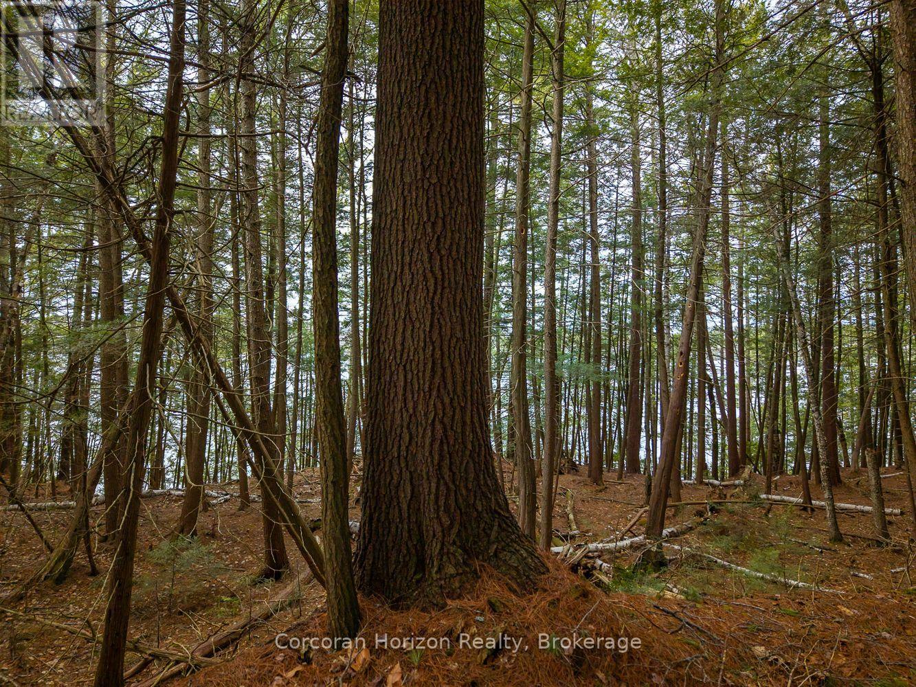 North Lot 18863 Kawagama Lake North Shore Drive, Algonquin Highlands, Ontario P0A 1E0 - Photo 15 - X13158158