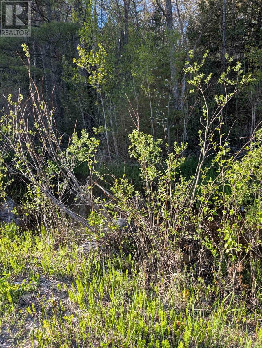 0 Sugar Lake Road, Seguin, Ontario  P2A 2W9 - Photo 17 - X13160102