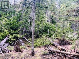 Lot 43 Warner Bay Road, Northern Bruce Peninsula, Ontario  N0H 2R0 - Photo 6 - X13166152