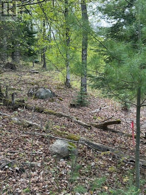 Tbd Bushwolf Lake Road, Dysart Et Al, Ontario  K0M 1S0 - Photo 12 - X13166426