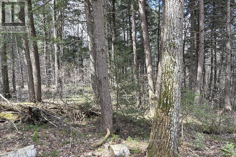 27681 Highway 60 Highway, South Algonquin, Ontario  K0J 2M0 - Photo 10 - X13169770