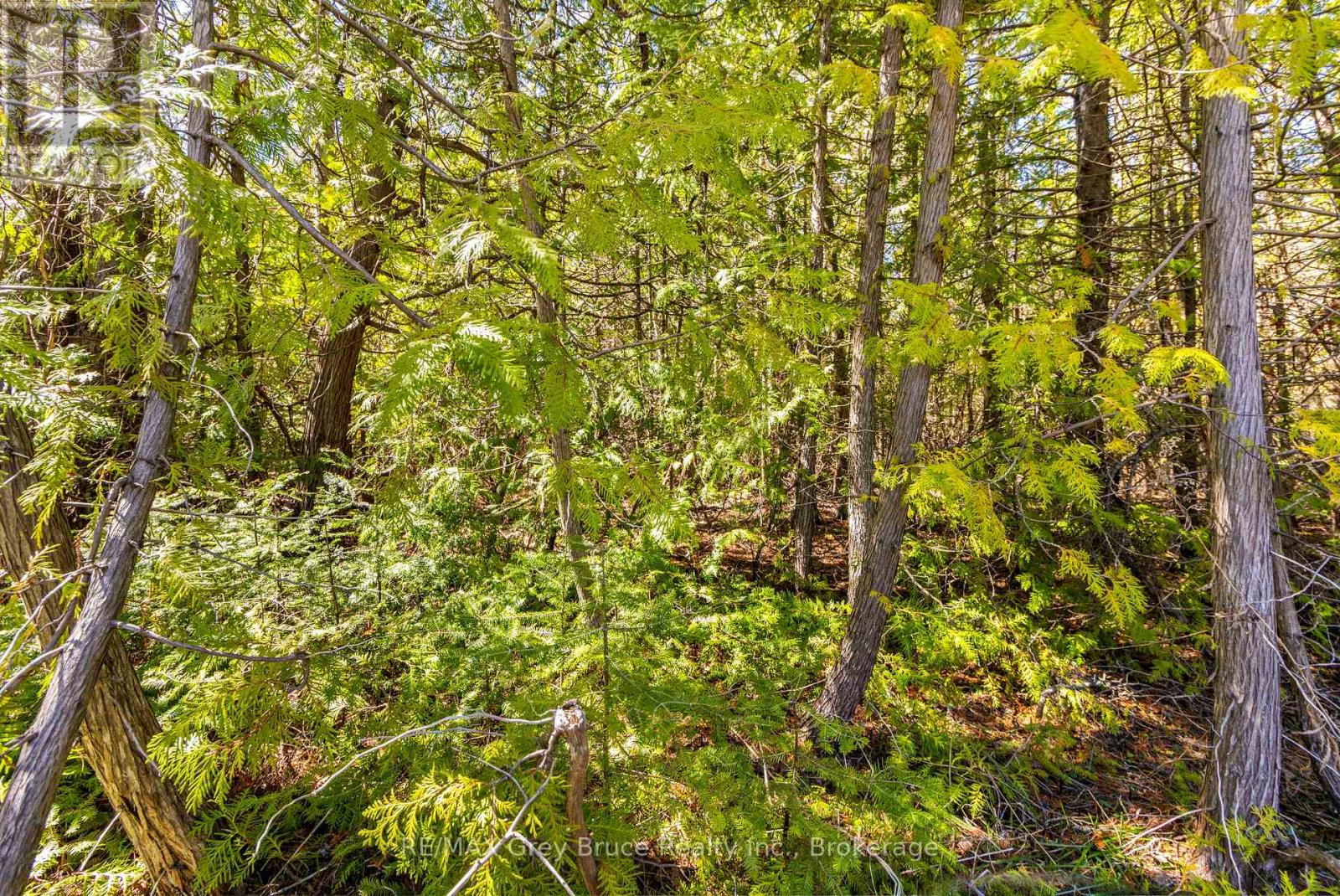 Part Fm Lot 4 Chi Sin Tib Dek Road, Northern Bruce Peninsula, Ontario  N0H 2R0 - Photo 7 - X12806386