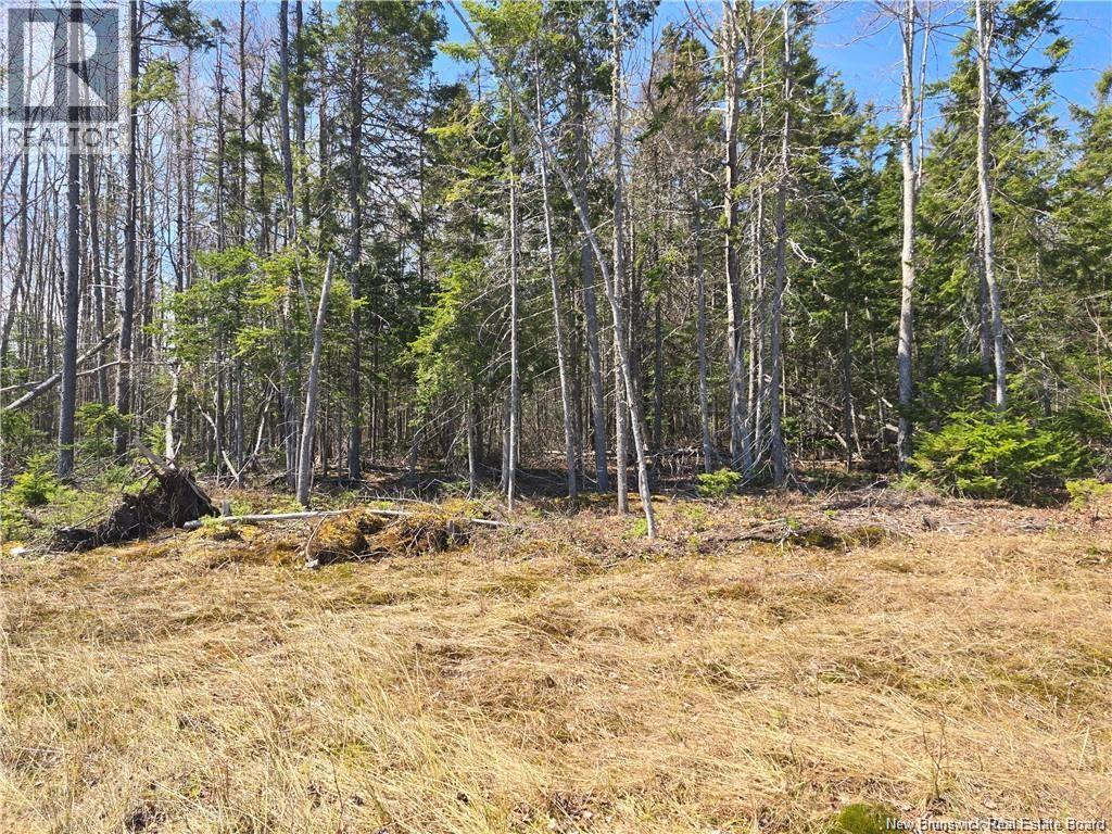 Acreage North Black River Road, Black River Bridge, New Brunswick E1N 5T3 - Photo 22 - NB140558