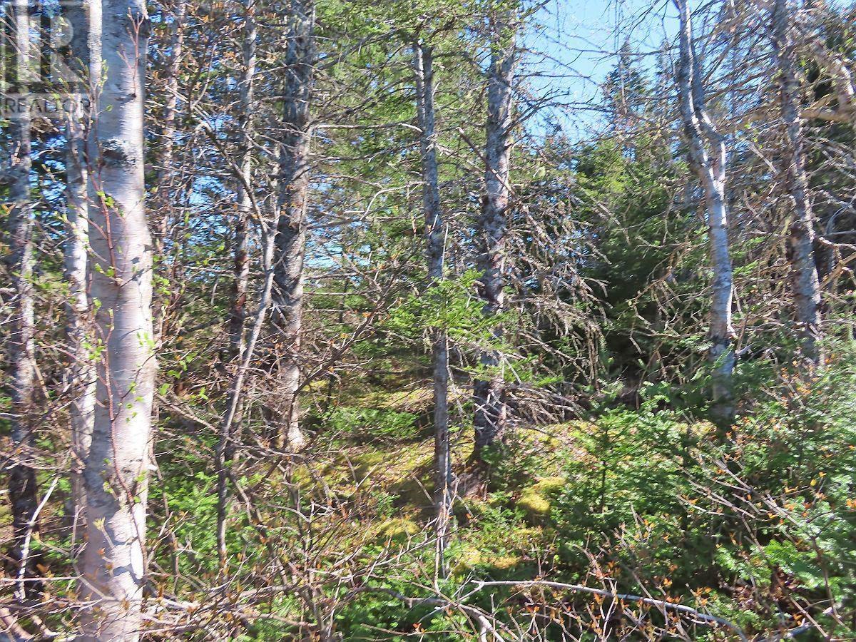 Lot 2 Old Trunk 4 Highway, Soldiers Cove, Nova Scotia  B0E 3B0 - Photo 19 - 202415357
