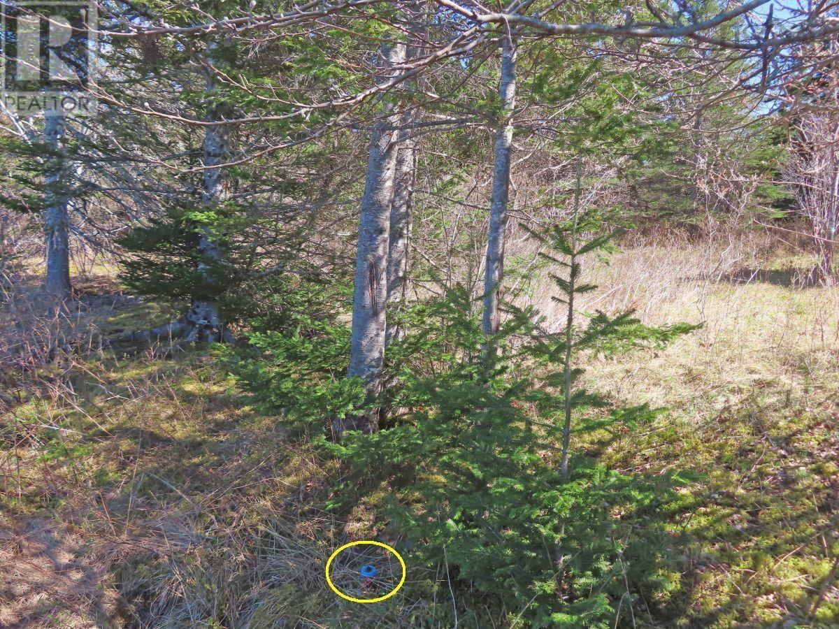 Lot 2 Old Trunk 4 Highway, Soldiers Cove, Nova Scotia  B0E 3B0 - Photo 23 - 202415357