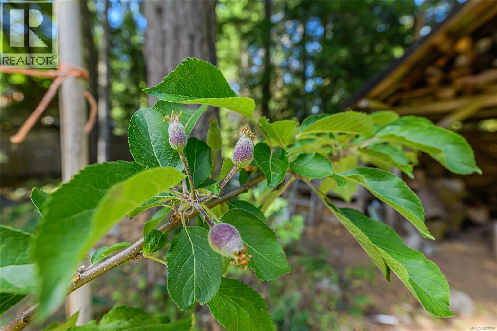 421 Mt. Belcher Hts, Salt Spring, British Columbia  V8K 2J5 - Photo 37 - 1037635