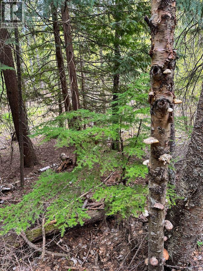 Highway 6 Lot# 4, Passmore, British Columbia  V0G 2E0 - Photo 29 - 10389551