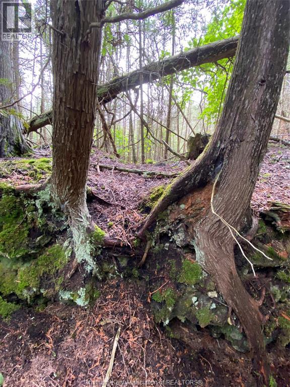 V/l Warner Bay Road, Bruce County, Ontario  N0H 2R0 - Photo 15 - 26012647