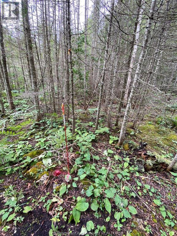V/l Warner Bay Road, Bruce County, Ontario  N0H 2R0 - Photo 6 - 26012647