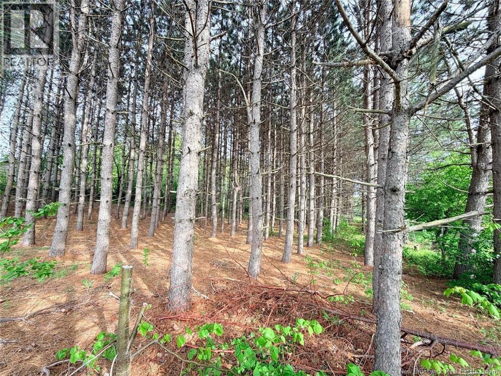 Vacant Lot 74-1a Cape Breton Rd Road, Irishtown, New Brunswick  E4P 1V8 - Photo 3 - NB140272