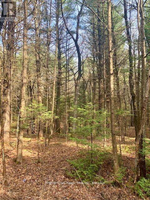 0 The Ave Road N, Kawartha Lakes, Ontario  K0M 2A0 - Photo 3 - X13222402