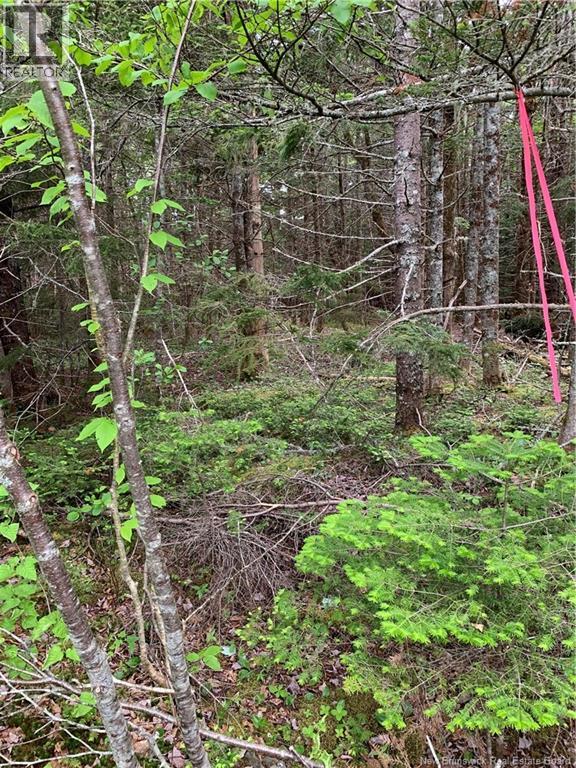 Lot 15-B Burchills Flats, St. Martins, New Brunswick  E5R 1V2 - Photo 9 - NB140631