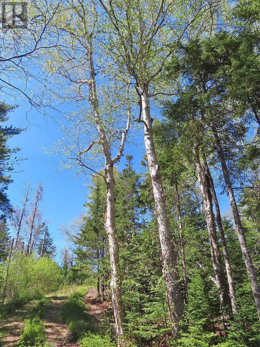 Lot 38 Redbird Drive, Malagawatch, Nova Scotia  B0E 2Y0 - Photo 21 - 202525152