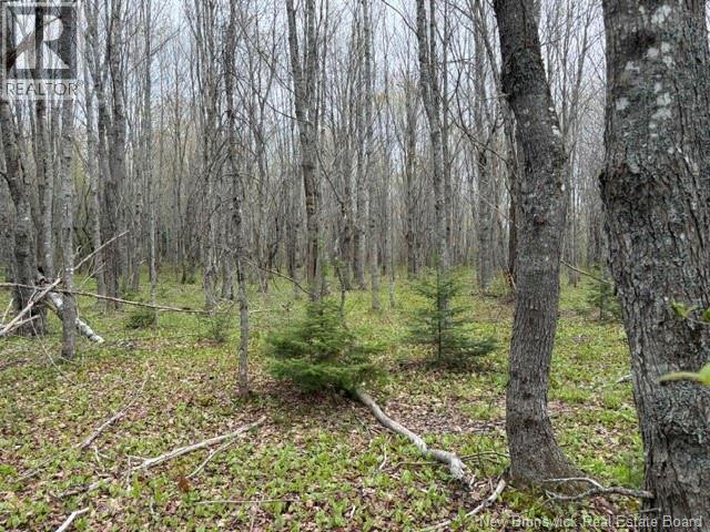 Woodlot Silvertown Road, Grangeville, New Brunswick  E4T 2C8 - Photo 10 - NB140874