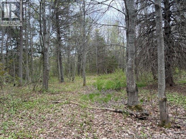 Woodlot Silvertown Road, Grangeville, New Brunswick  E4T 2C8 - Photo 6 - NB140874