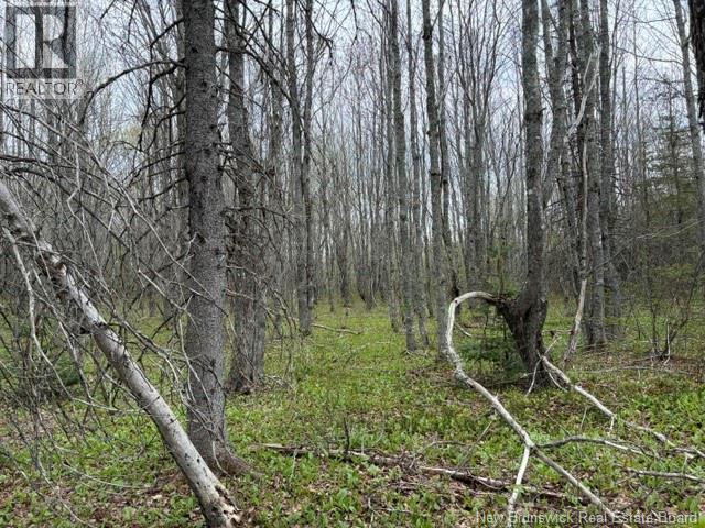 Woodlot Silvertown Road, Grangeville, New Brunswick  E4T 2C8 - Photo 8 - NB140874
