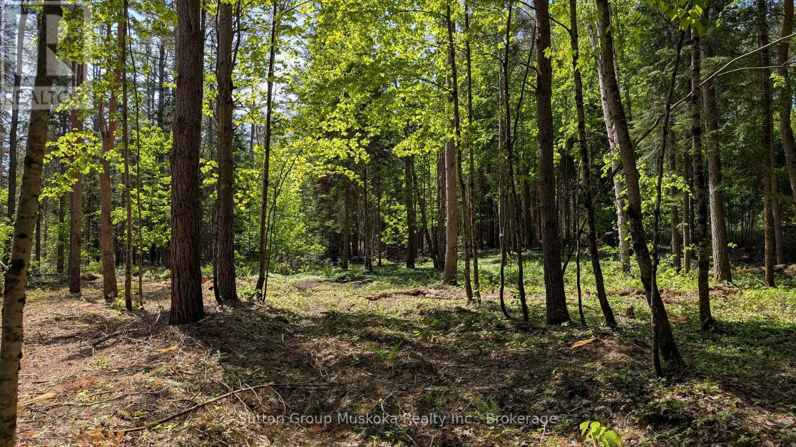 Lot 1 Red Pine Trail, Bracebridge, Ontario  P0B 1L0 - Photo 3 - X12943530
