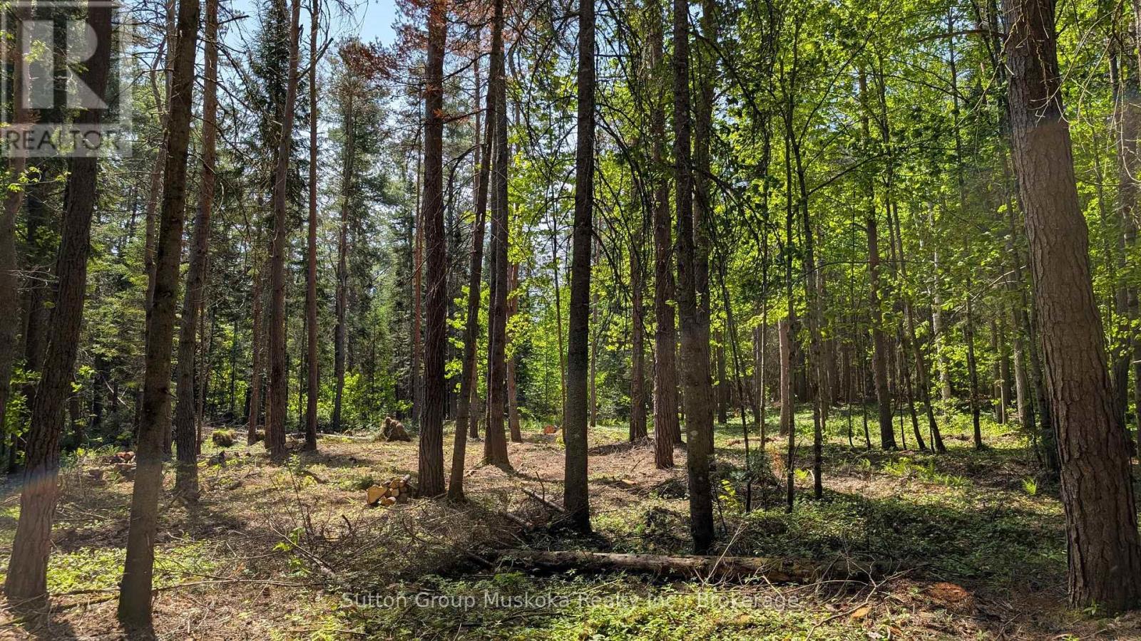 Lot 1 Red Pine Trail, Bracebridge, Ontario  P0B 1L0 - Photo 5 - X12943530