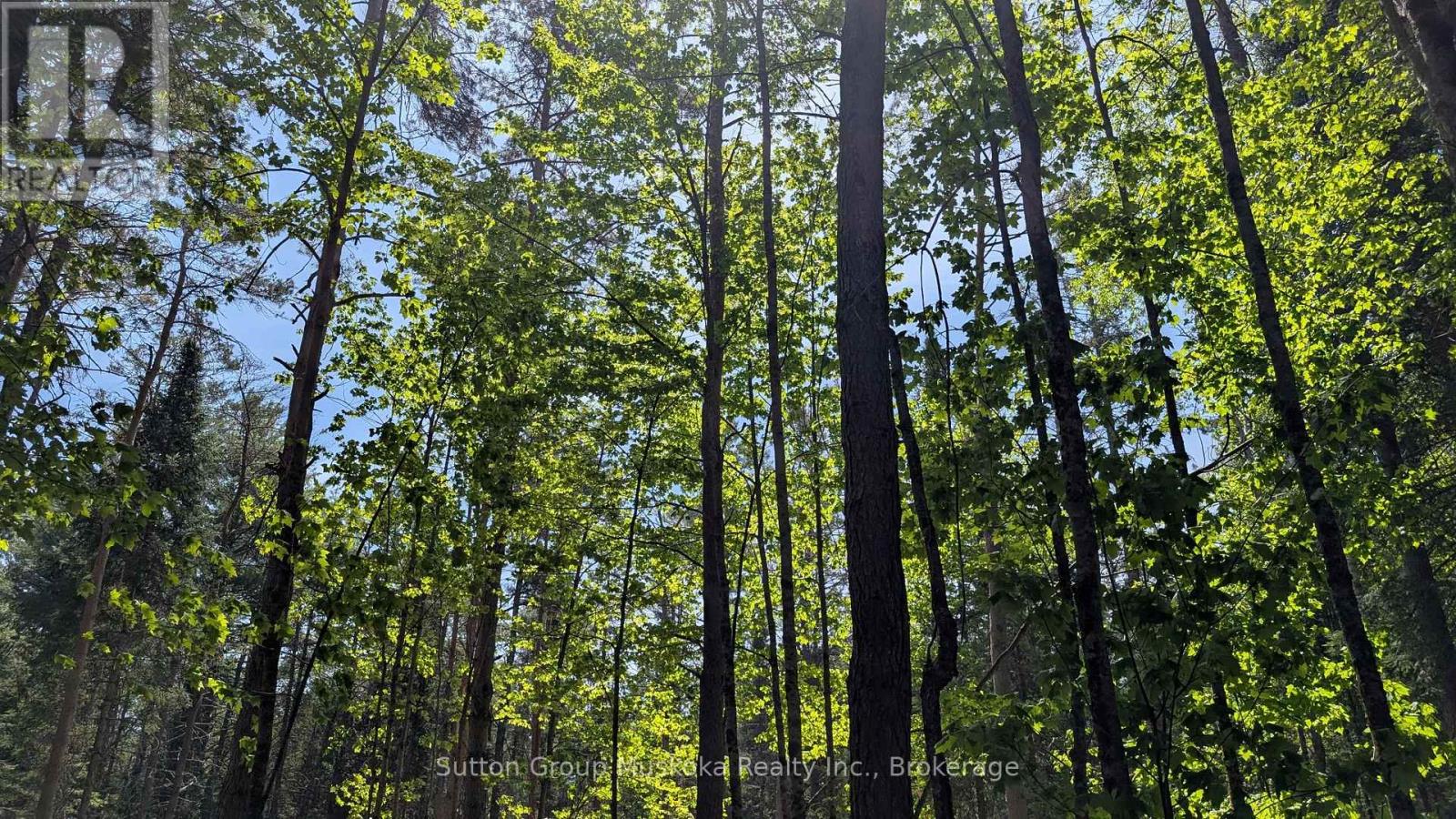 Lot 1 Red Pine Trail, Bracebridge, Ontario  P0B 1L0 - Photo 4 - X12943530