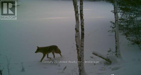 Lt 9 N 1/2 Lt 10 Con 13, Kawartha Lakes, Ontario  L0K 1W0 - Photo 14 - X13227328