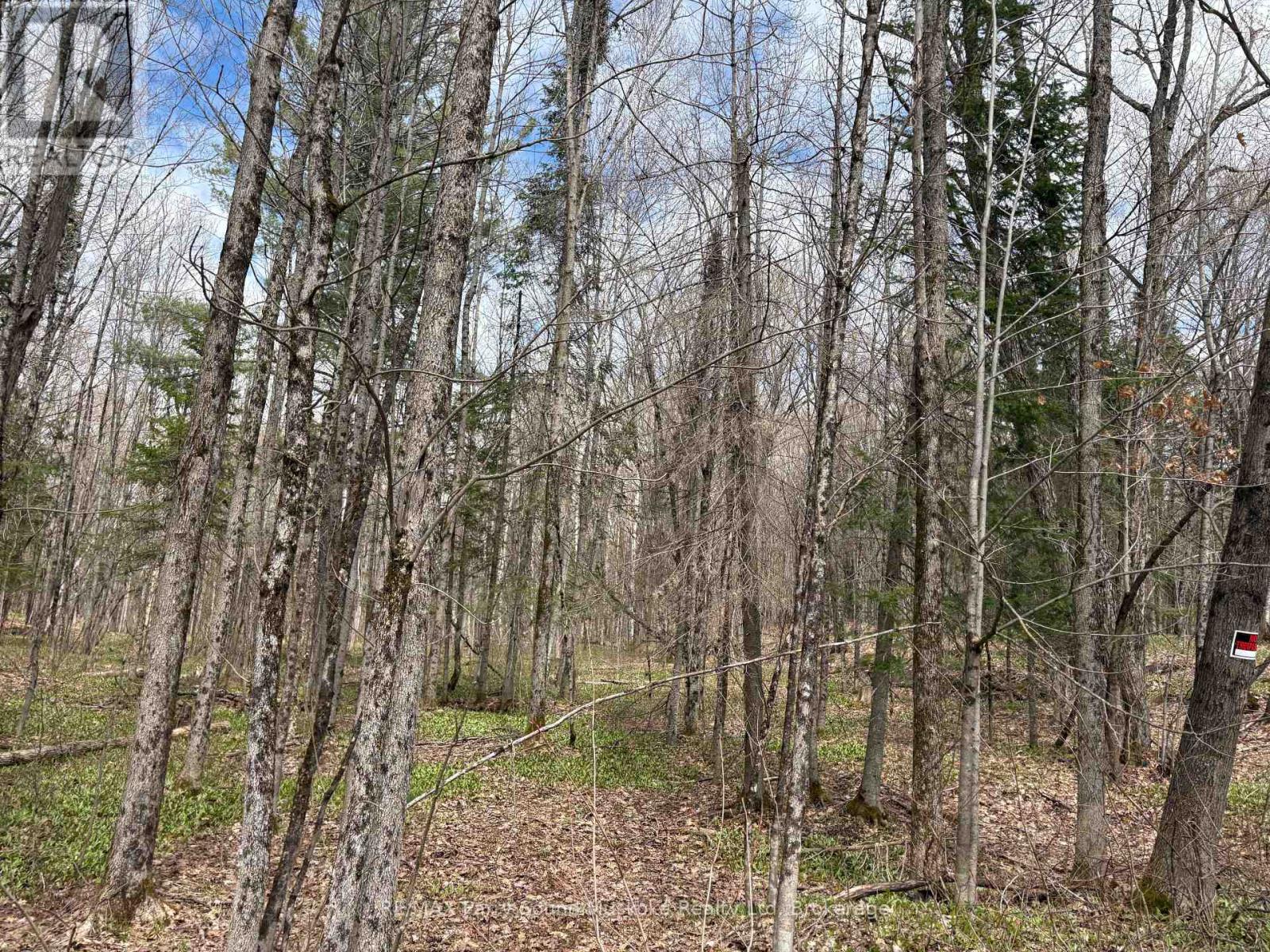 0 Dauncey Road, Magnetawan (Spence), Ontario  P0A 1P0 - Photo 5 - X13231862