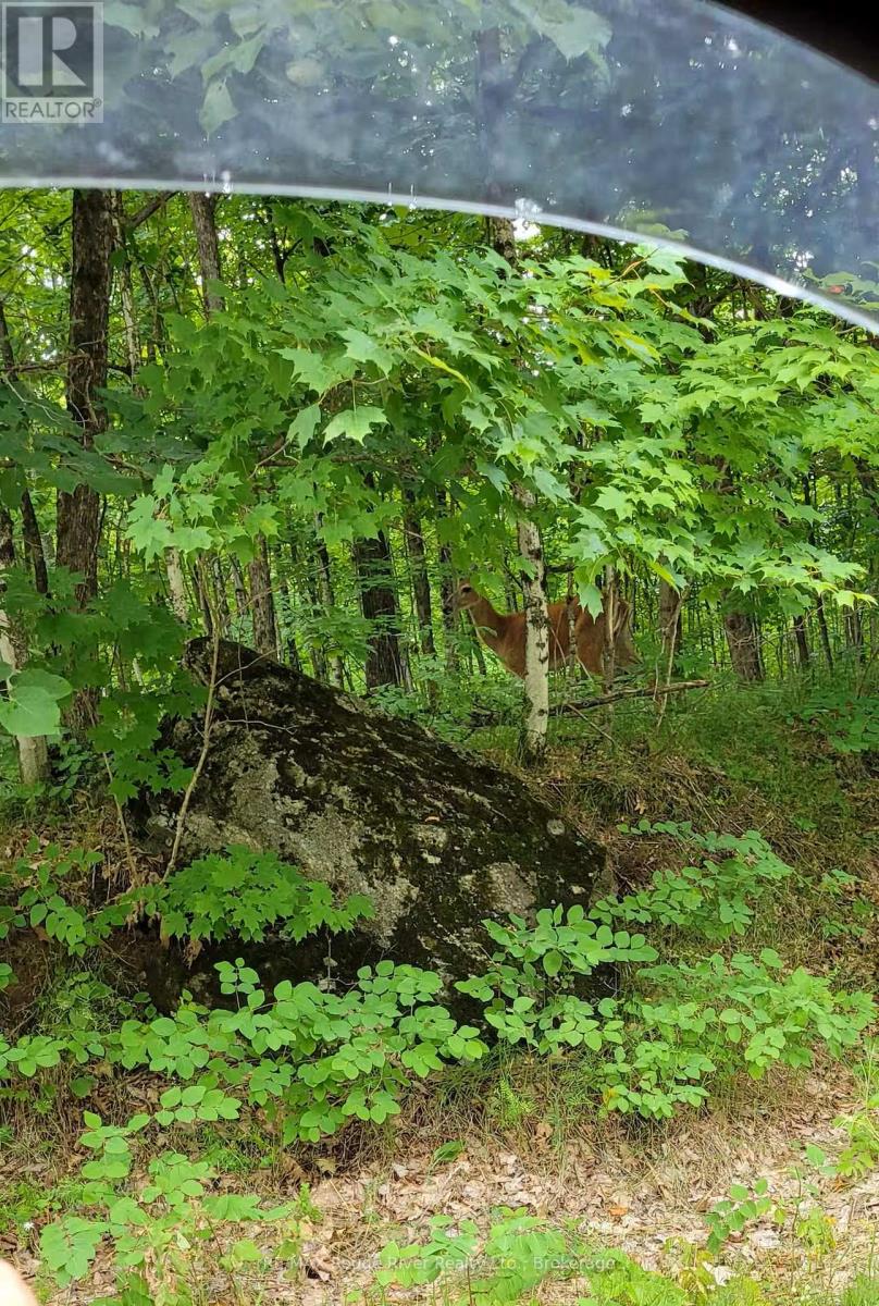 1246 Sugar Bush Lane, Minden Hills, Ontario  K0M 2K0 - Photo 37 - X13234122