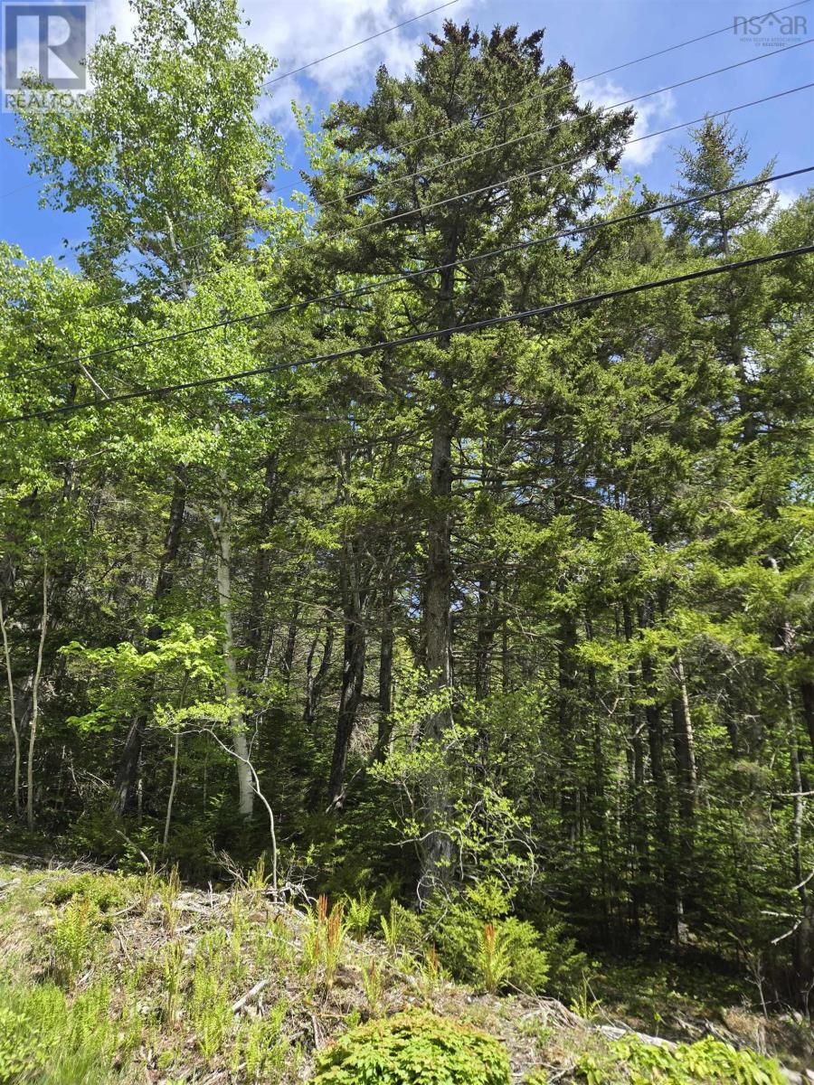 Lot (Pid 60462025) Lake Road, Conquerall Mills, Nova Scotia  B4V 6G4 - Photo 2 - 202613065