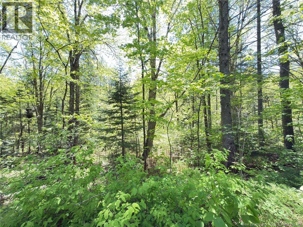 Lot Kintore Road, Kintore, New Brunswick  E7H 2L4 - Photo 13 - NB132556