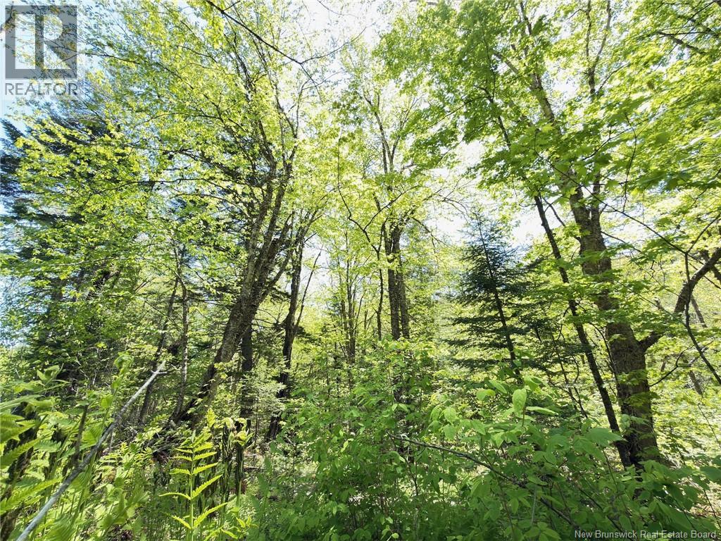 Lot Kintore Road, Kintore, New Brunswick  E7H 2L4 - Photo 15 - NB132556