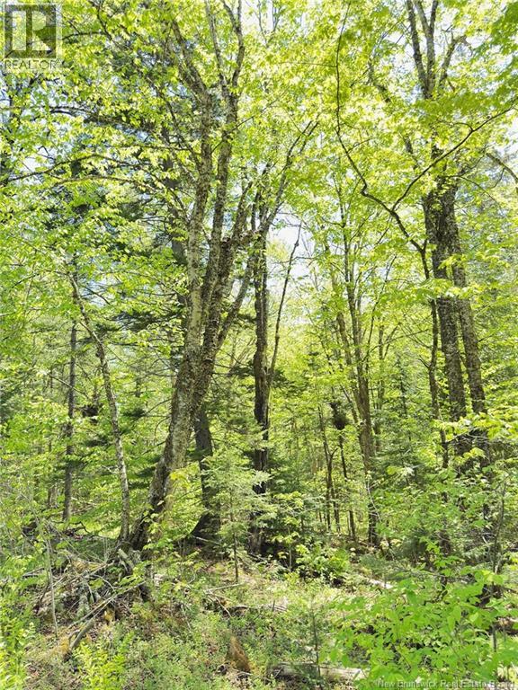 Lot Kintore Road, Kintore, New Brunswick  E7H 2L4 - Photo 16 - NB132556