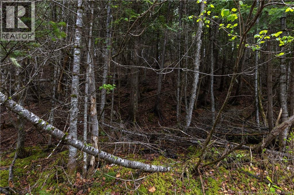 Lot Enterprise Road, Enterprise, New Brunswick  E7G 1M3 - Photo 20 - NB140705