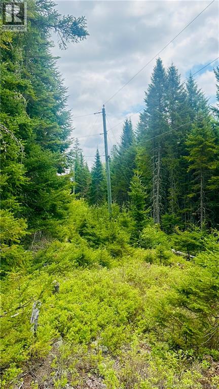 0 North Branch Road, Juniper, New Brunswick  E7L 0E9 - Photo 10 - NB140720