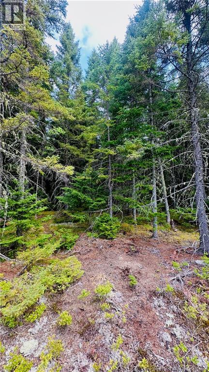 0 North Branch Road, Juniper, New Brunswick  E7L 0E9 - Photo 11 - NB140720