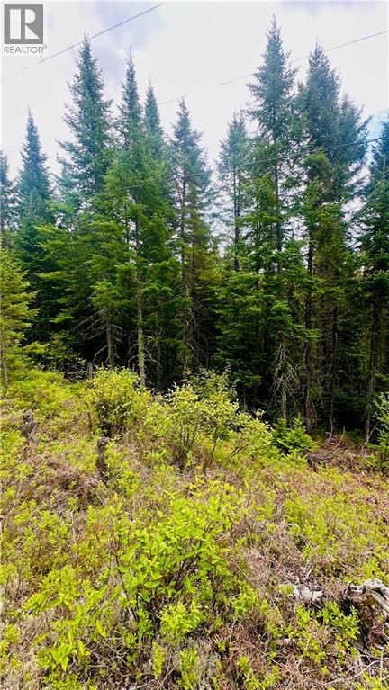0 North Branch Road, Juniper, New Brunswick  E7L 0E9 - Photo 8 - NB140720
