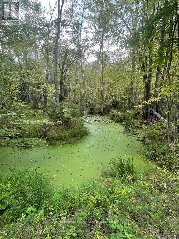 00 Adams-Cummings Road, Trent Lakes, Ontario  K0L 2J0 - Photo 7 - X13419516