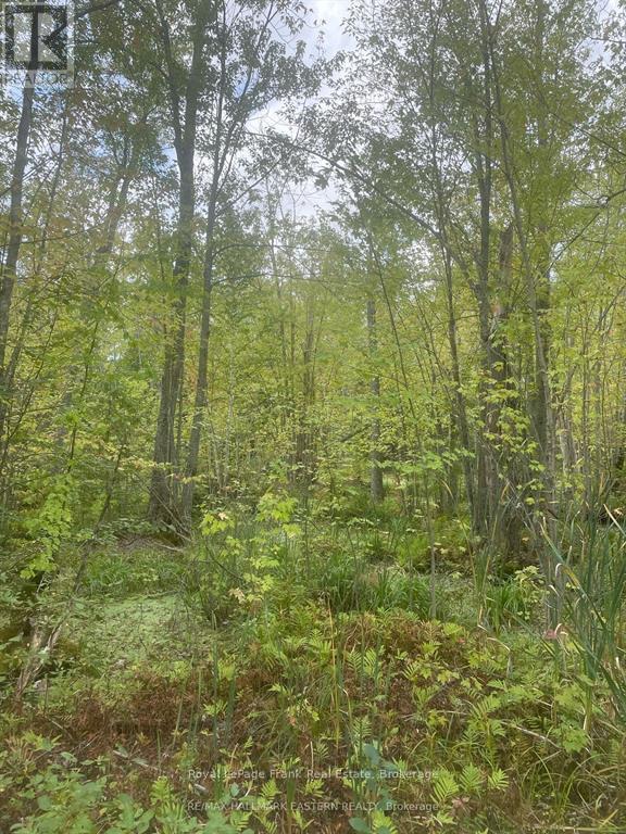 00 Adams-Cummings Road, Trent Lakes, Ontario  K0L 2J0 - Photo 8 - X13419516