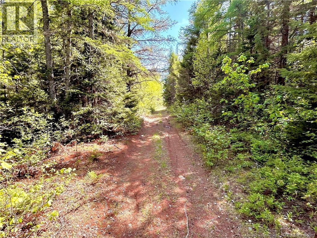 53.1 Acres Route 117, Napan, New Brunswick  E1N 4Y7 - Photo 4 - NB138362