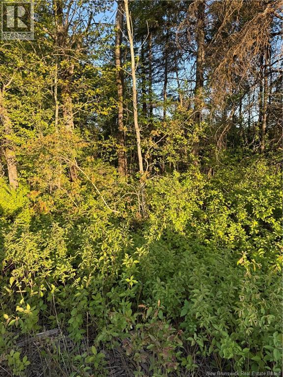 Lot Baseline Road, Cornhill, New Brunswick  E4Z 1J4 - Photo 38 - NB141272