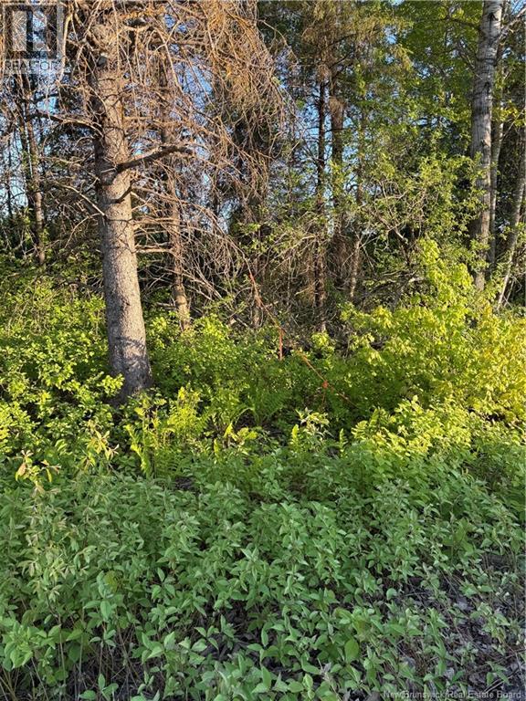 Lot Baseline Road, Cornhill, New Brunswick  E4Z 1J4 - Photo 39 - NB141272