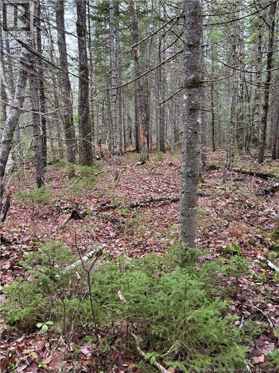 Avon Road, New Avon, New Brunswick  E4B 3T3 - Photo 11 - NB141629